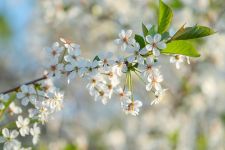 cherry and pear branch with white flowers and leaves on a blue sky backgroundの写真素材