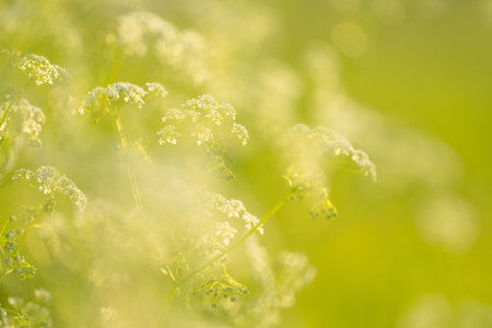 young green wheat shoots in a spring fieldの写真素材