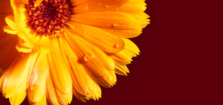 yellow marigold flowers on a background of green leavesの写真素材