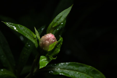 flowers and buds of sand immortelle with water drops after rain