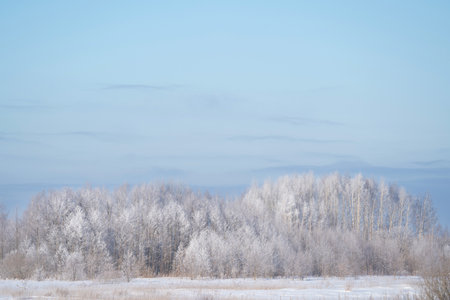 winter forest after a snowfall, sunny day, trees in the snowの写真素材