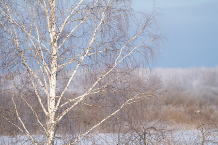 winter forest after a snowfall, sunny day, trees in the snowの写真素材