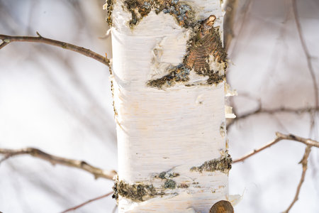 winter forest after a snowfall, sunny day, trees in the snowの写真素材