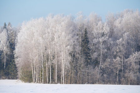 winter forest after a snowfall, sunny day, trees in the snowの写真素材