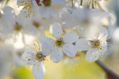 spring, cherry branch with flowers