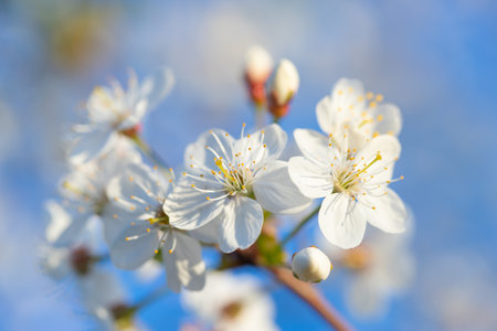 spring, cherry branch with flowers