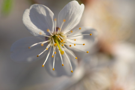 spring, cherry branch with flowers