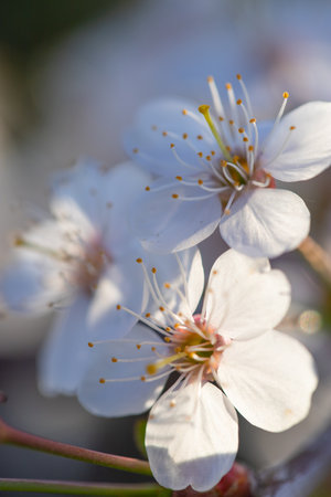 spring, cherry branch with flowers
