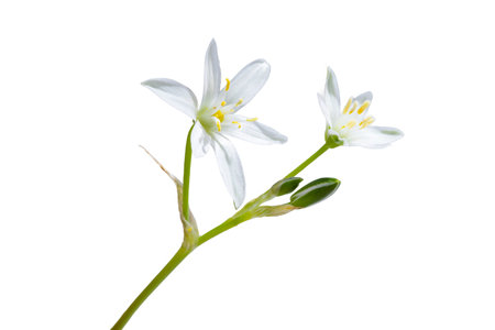 white flower with 6 petals in the shape of a lily, isolated on a white backgroundの写真素材