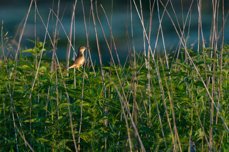 A small bird is sitting on a blade of grass in a field, holding an insect in its beakの写真素材