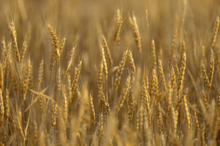 yellow wheat field with ripe ears on a Sunny day