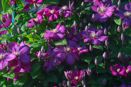 blooming clematis with green leaves in the garden on a trellis