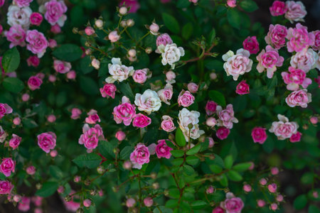 roses blooming on bushes in the garden, plant backgroundの写真素材