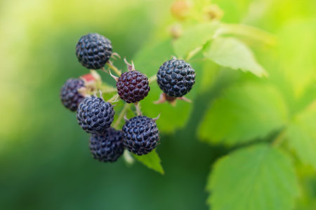 black raspberries on a branch, blackberries