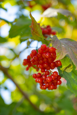 Ripe red viburnum berries, bunches on branches with leaves in natural conditions