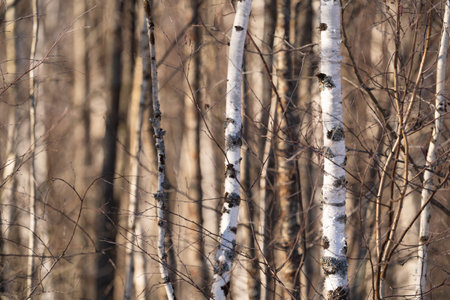 spring forest, birch grove without leaves in April against a blue sky