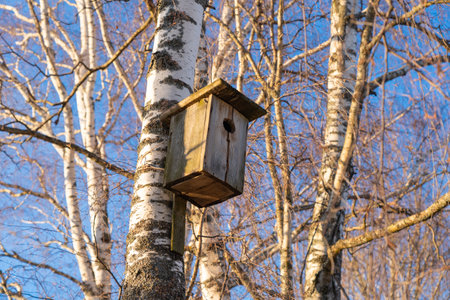 birdhouse on a spring birch, sunny day