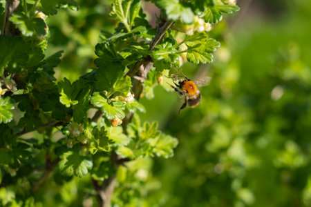 plant background of green leaves of a field plant in natural conditions, botany