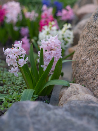 spring primroses in a flower bed with natural stones, hyacinthsの写真素材