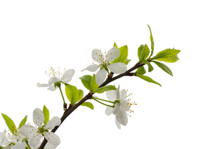 cherry branch with flowers and leaves isolated on a white backgroundの写真素材