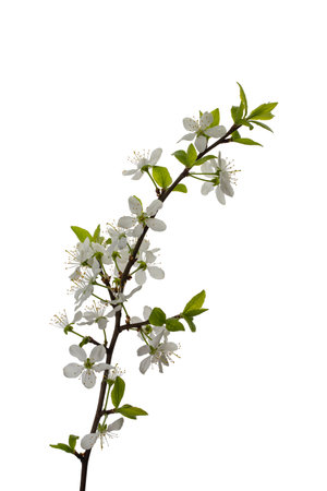 cherry branch with flowers and leaves isolated on a white backgroundの写真素材