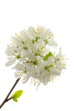 cherry branch with flowers and leaves isolated on a white backgroundの写真素材