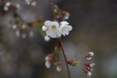 cherry and pear branch with white flowers and leaves on a blue sky backgroundの写真素材