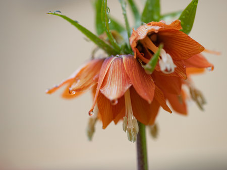 garden flowers and green leaves with drops of waterの写真素材