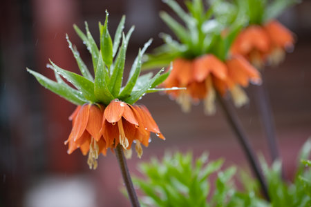 garden flowers and green leaves with drops of waterの写真素材