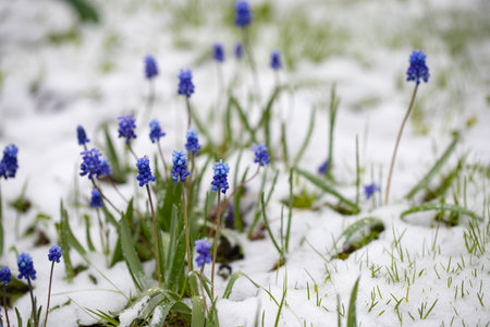 muscari viper onion, mouse hyacinth, primroseの写真素材