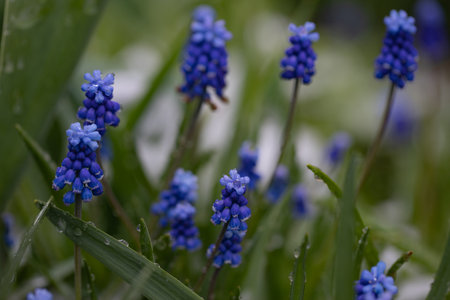 garden flowers and green leaves with drops of waterの写真素材