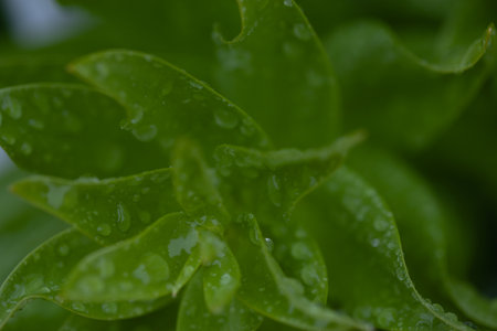 garden flowers and green leaves with drops of waterの写真素材