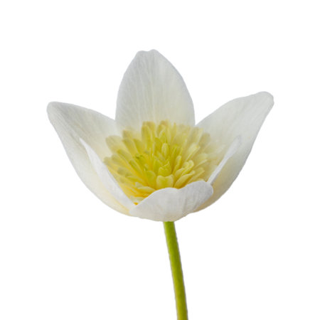 white flower with 8 petals in the shape of a lily, isolated on a white backgroundの写真素材