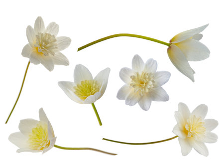 white flower with 8 petals in the shape of a lily, isolated on a white backgroundの写真素材