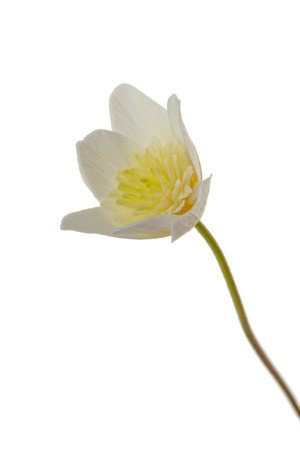 white flower with 8 petals in the shape of a lily, isolated on a white backgroundの写真素材