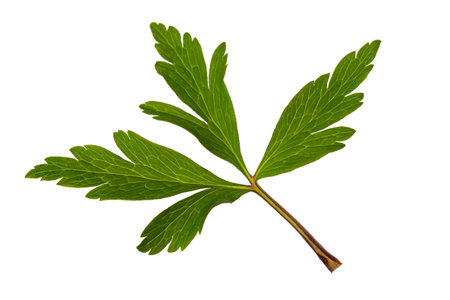 A green leaf with a few veins on a white background.の写真素材
