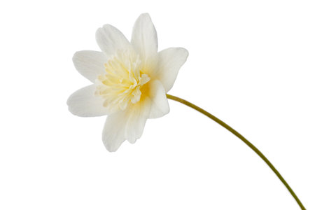 white flower with 8 petals in the shape of a lily, isolated on a white backgroundの写真素材