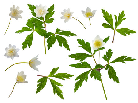 white flower with 8 petals in the shape of a lily, isolated on a white backgroundの写真素材