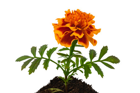 garden flower, seedlings for flower beds, medicinal marigolds, isolatedの写真素材