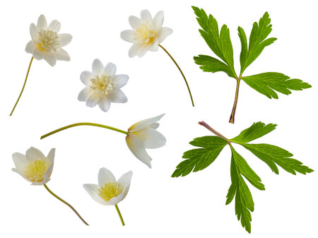 white flower with 8 petals in the shape of a lily, isolated on a white backgroundの写真素材
