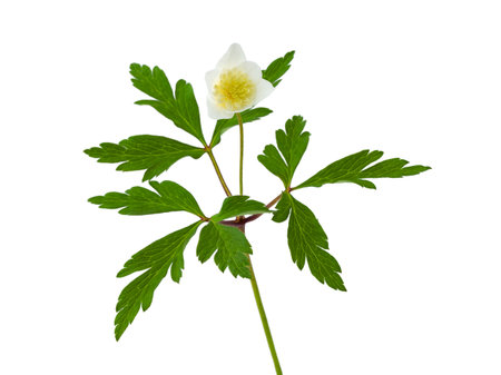 white flower with 8 petals in the shape of a lily, isolated on a white backgroundの写真素材