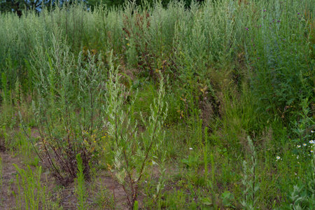 wild grasses in a wasteland in rural areas, wormwood, quinoa, tansyの写真素材