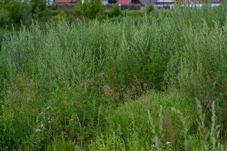 wild grasses in a wasteland in rural areas, wormwood, quinoa, tansyの写真素材