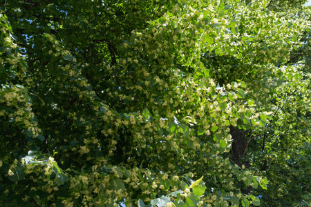 Tree crown, lime branches with flowers, honey plant, medicinal plantの写真素材
