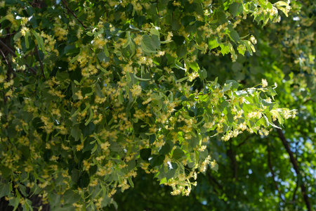 Tree crown, lime branches with flowers, honey plant, medicinal plantの写真素材