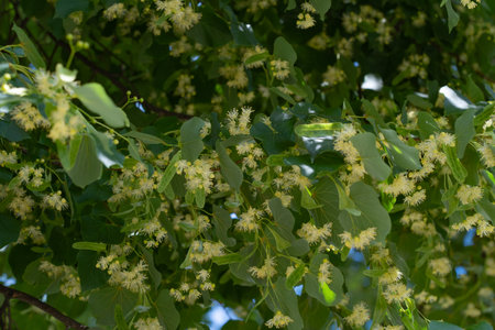 Tree crown, lime branches with flowers, honey plant, medicinal plantの写真素材
