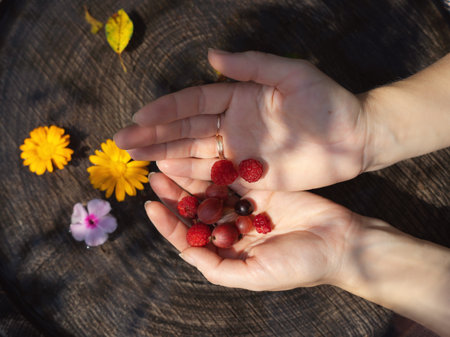 raspberries, gooseberries and cherries in the hands of a girl, sunny summer dayの写真素材