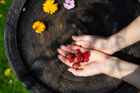 raspberries, gooseberries and cherries in the hands of a girl, sunny summer dayの写真素材
