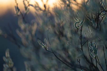 spring climbing plants with green buds
