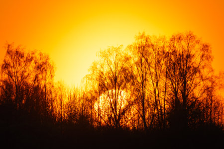 summer morning, dawn over a field with grass, sky without cloudsの写真素材